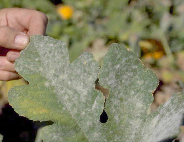 powdery mildew on pumpkin leaf